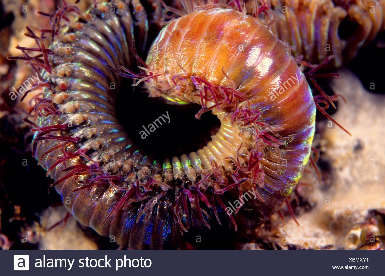 Marphysa High Resolution Stock Photography and Images Alamy