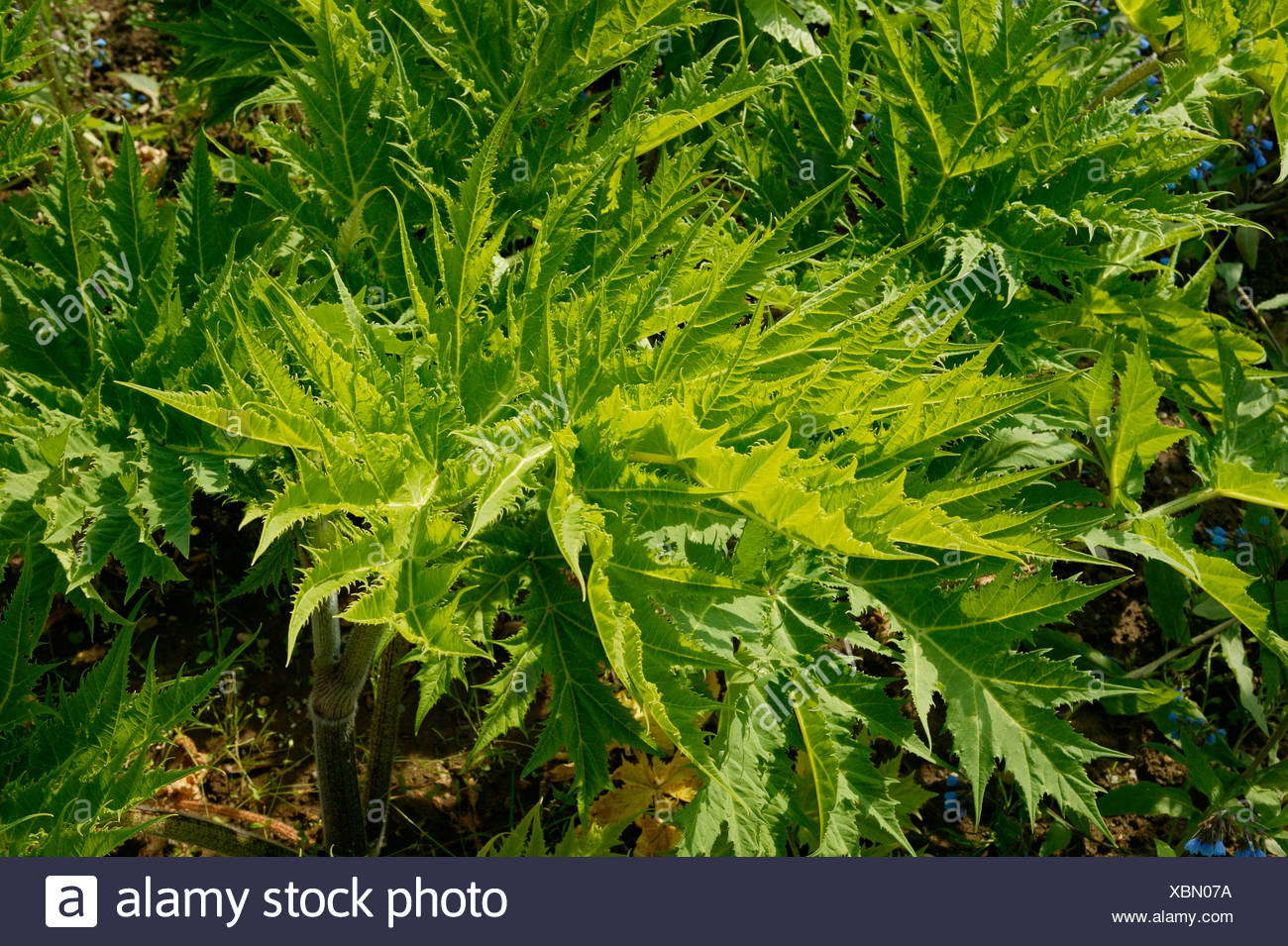 Giant hogweed (Heracleum mantegazzianum) Stock Photo