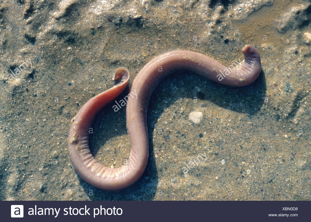 Myxine Stock Photos & Myxine Stock Images Alamy