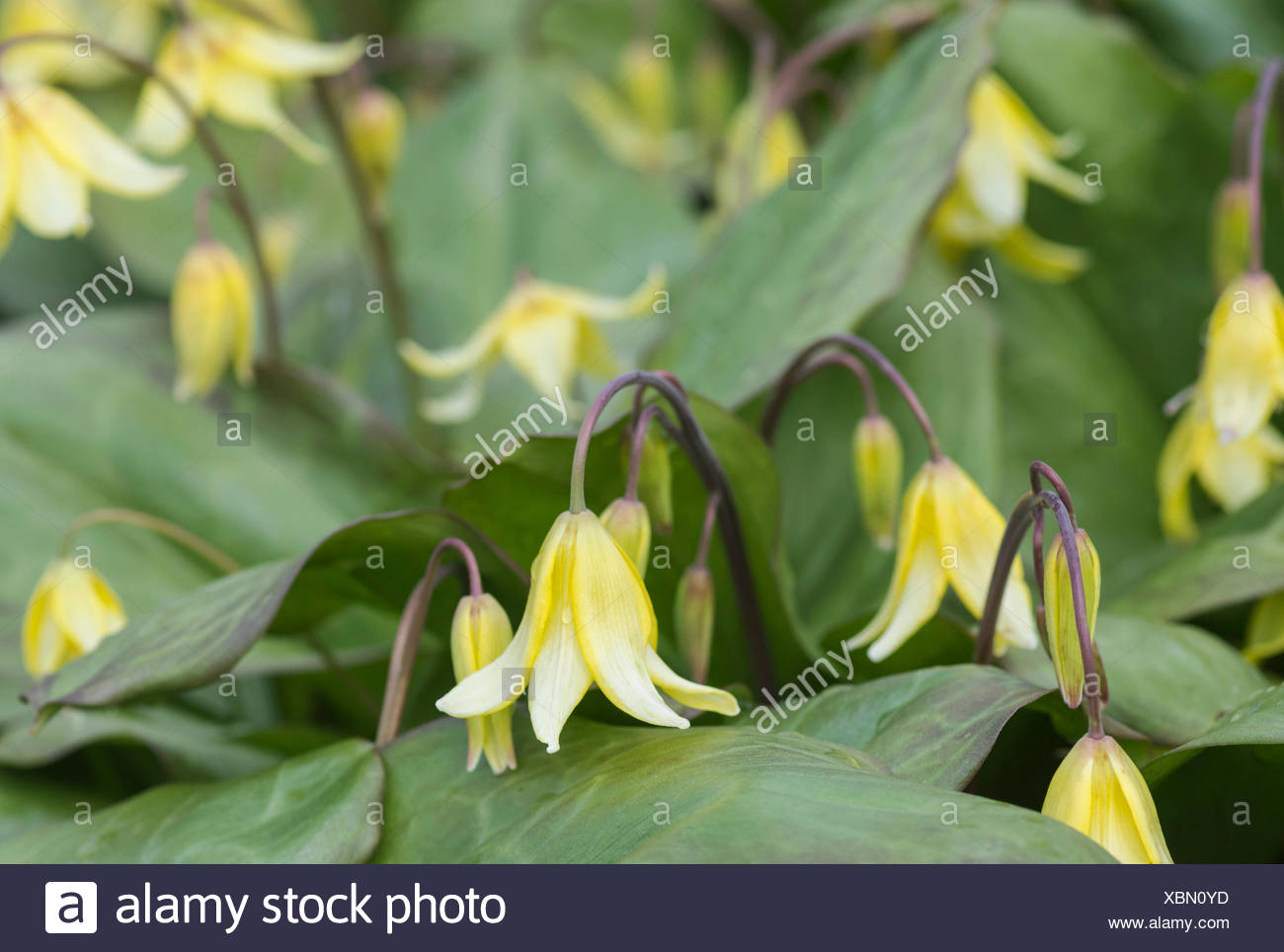 Bell Shaped Yellow Flower Stock Photos Bell Shaped Yellow Flower 