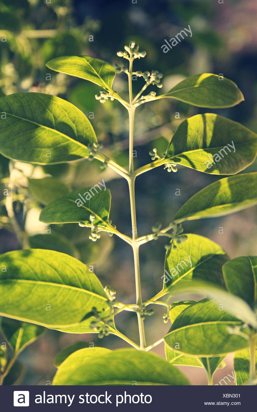 Sandalwood Tree High Resolution Stock Photography And Images Alamy