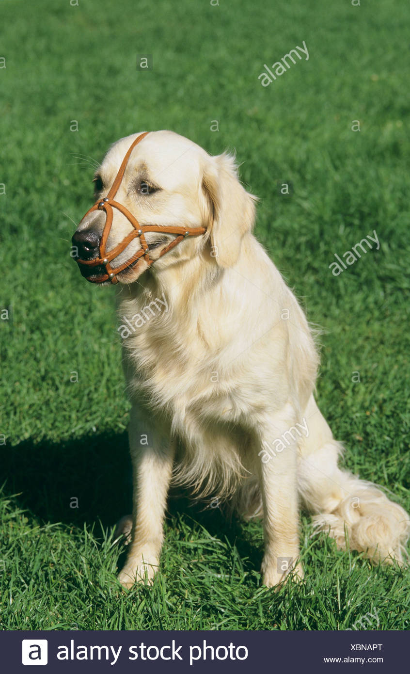 golden retriever muzzle