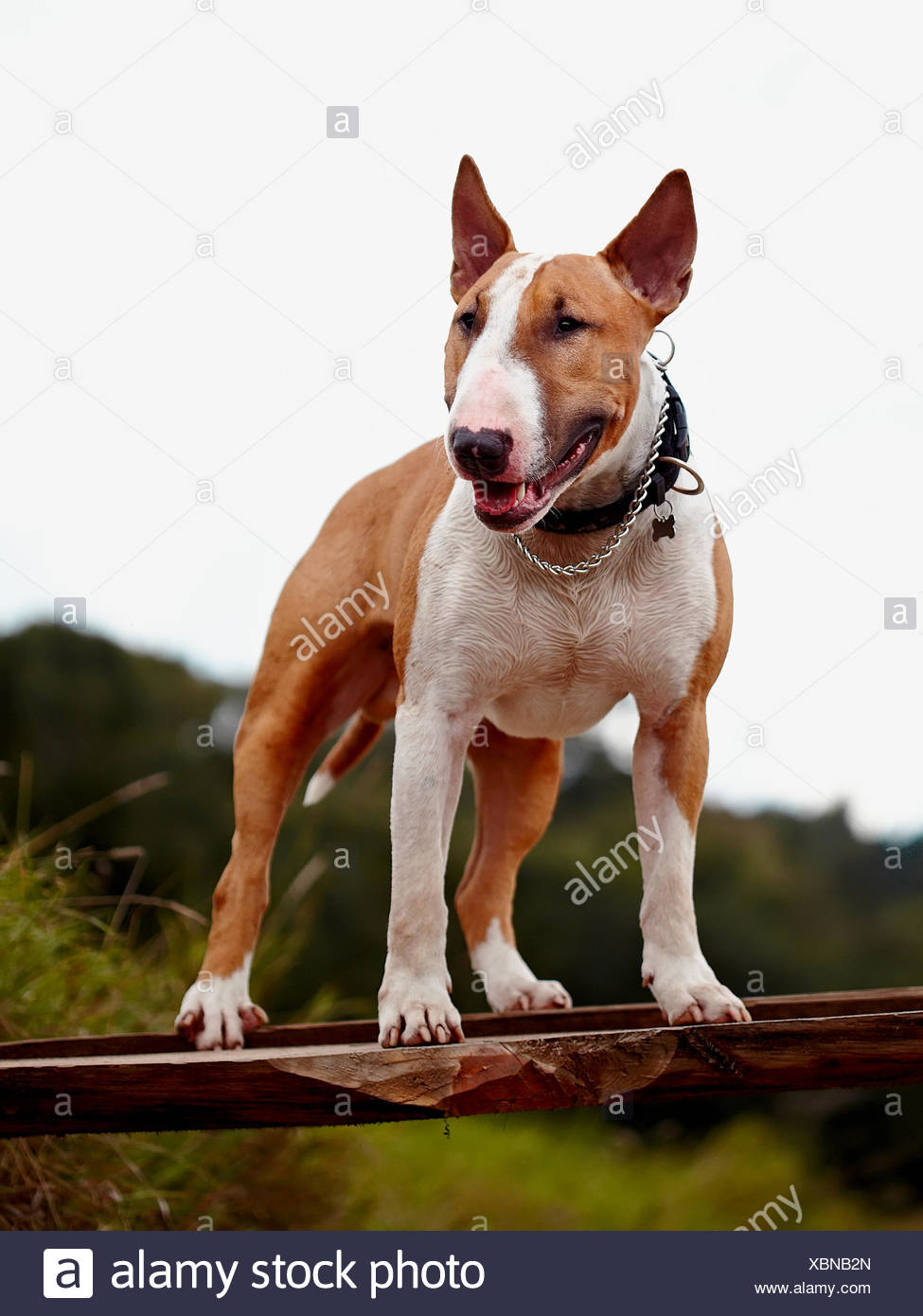 Red English Bull Terrier Stock Photo Alamy