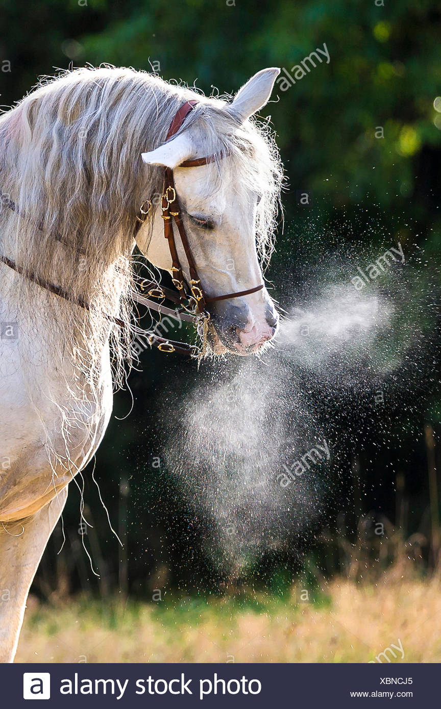 Snorting Horse High Resolution Stock Photography and Images Alamy