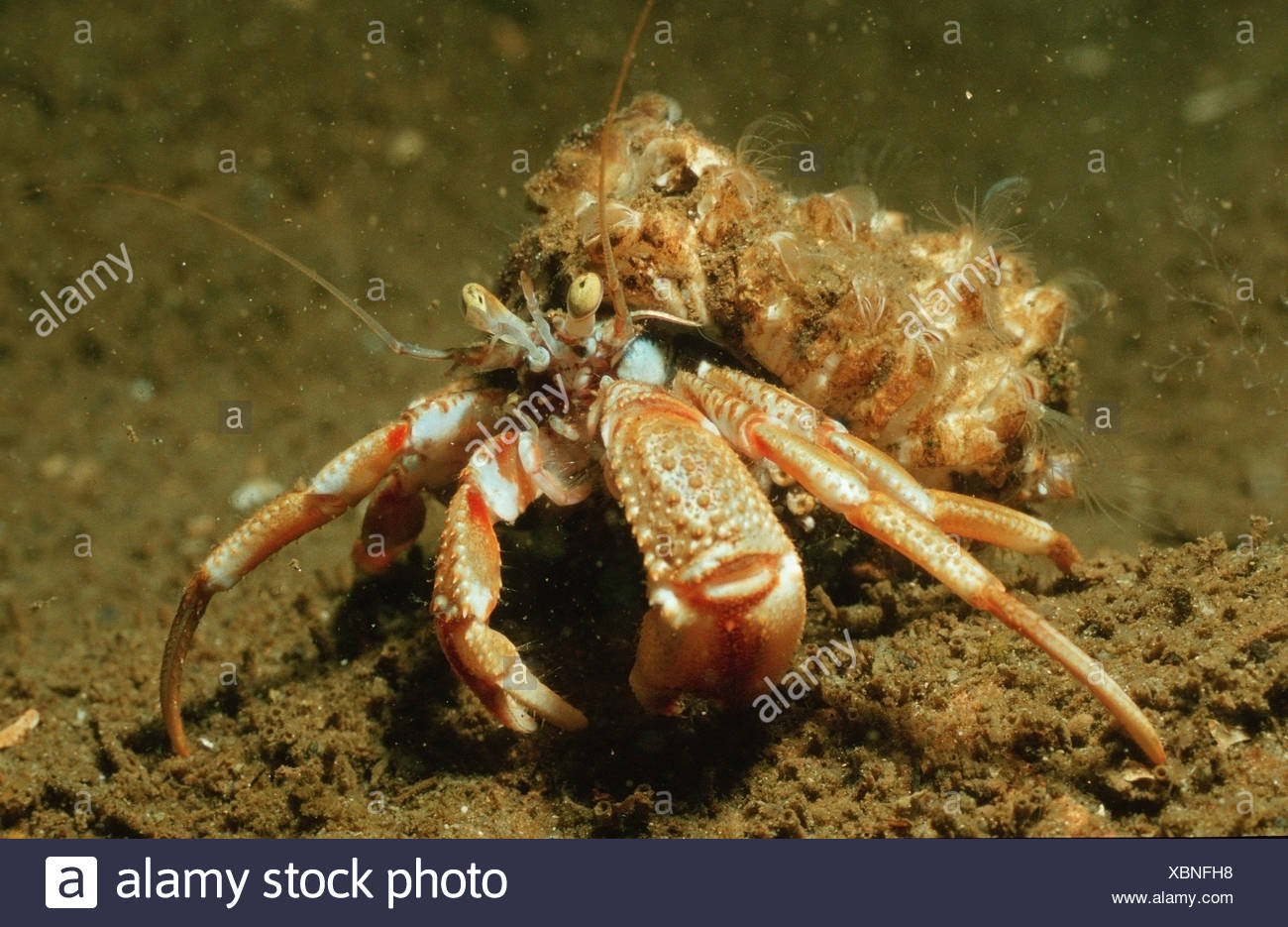 Large Hermit Crab High Resolution Stock Photography and Images - Alamy