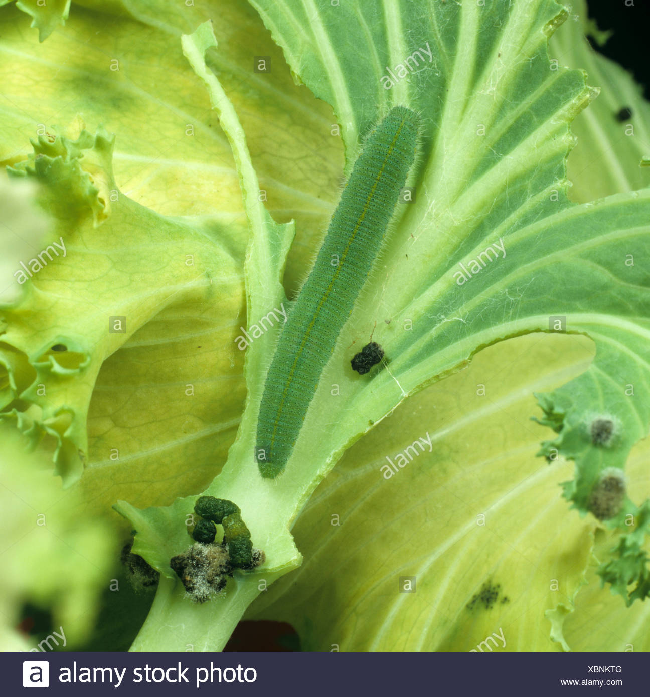 Pieris Rapae Larva Stock Photos Pieris Rapae Larva Stock - 