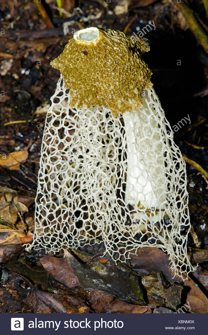 Bridal Veil Mushroom Phallus Indusiatus Also Known As Crinoline Stinkhorn Tropical Rainforest Belize Central America Stock Photo Alamy Bridal Veil Mushroom Phallus Indusiatus Also Known As Crinoline Stinkhorn Tropical Rainforest Belize Central America Stock Photo Alamy