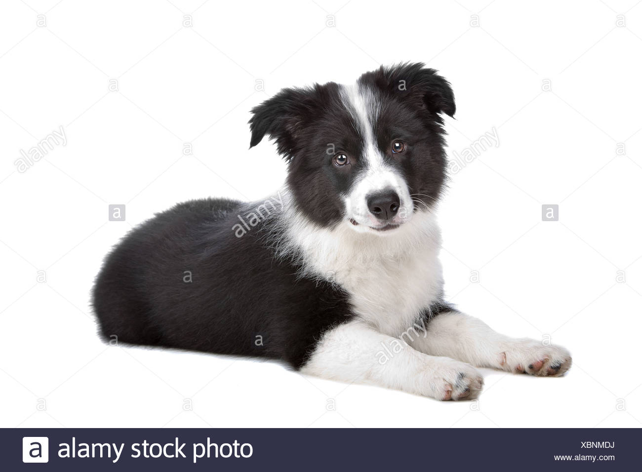 Border Collie Puppy In Front Of A White Background Stock Photo