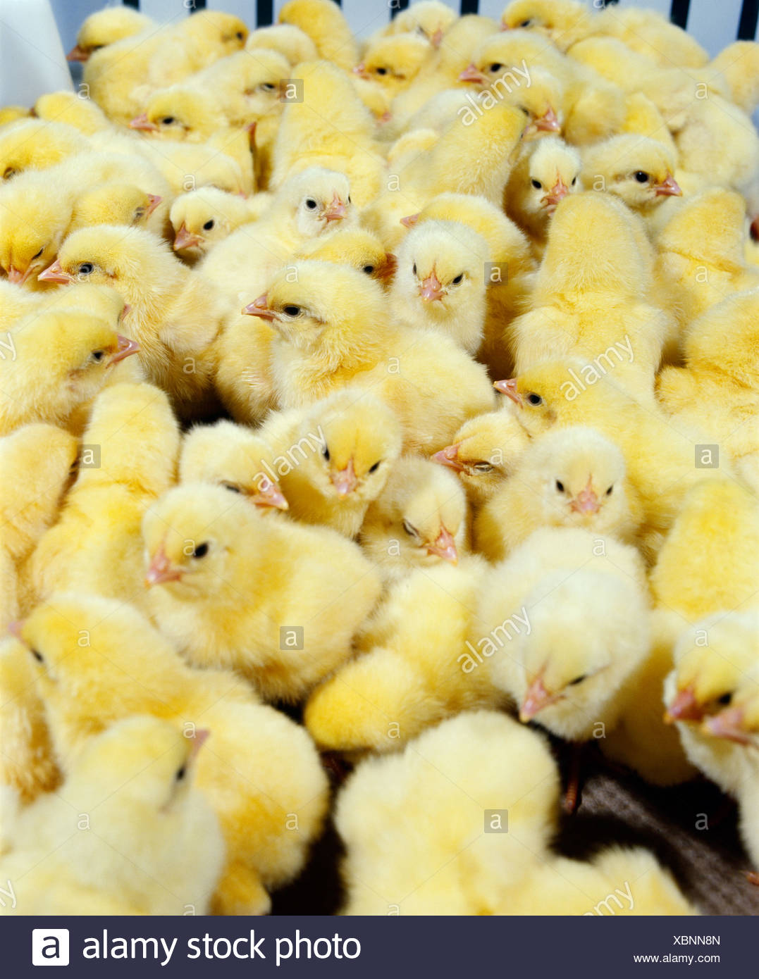 Broiler Chicks High Resolution Stock Photography and Images Alamy