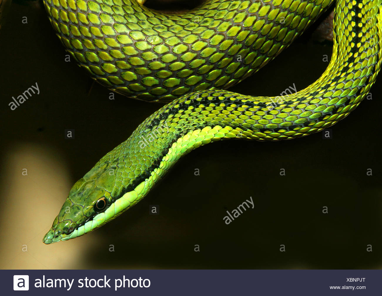 Parrot Snake High Resolution Stock Photography And Images - Alamy