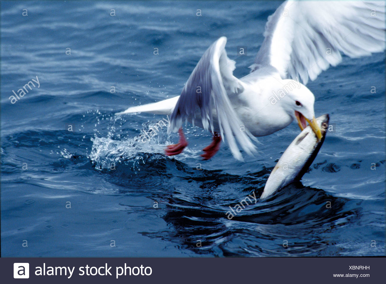 Action Alaska America Animal Animals Bird Birds Catch Fish Homer Prey Preys Sea Seagull United States Stock Photo - Alamy