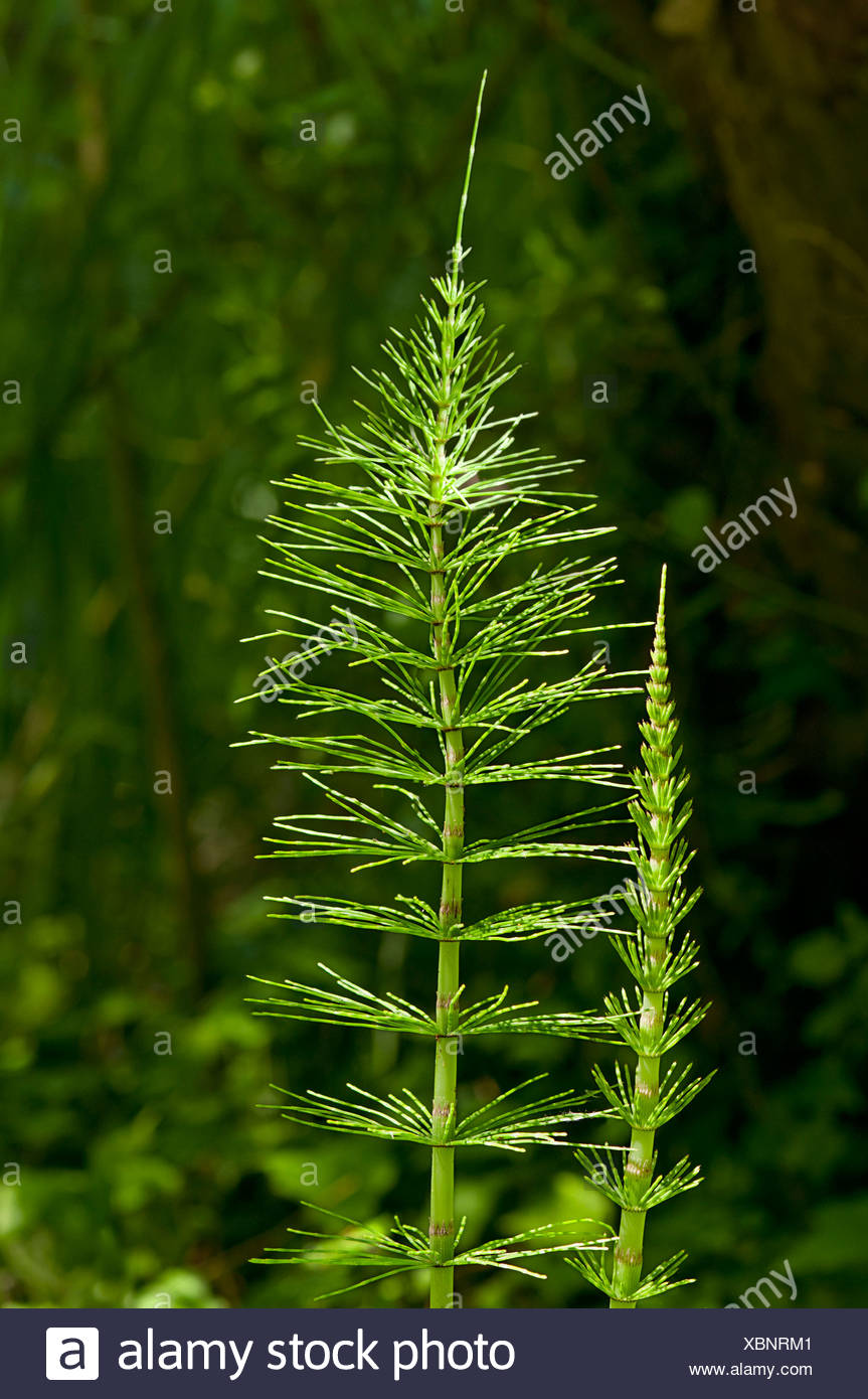 Field Horsetail Common Horsetail Equisetum High Resolution Stock
