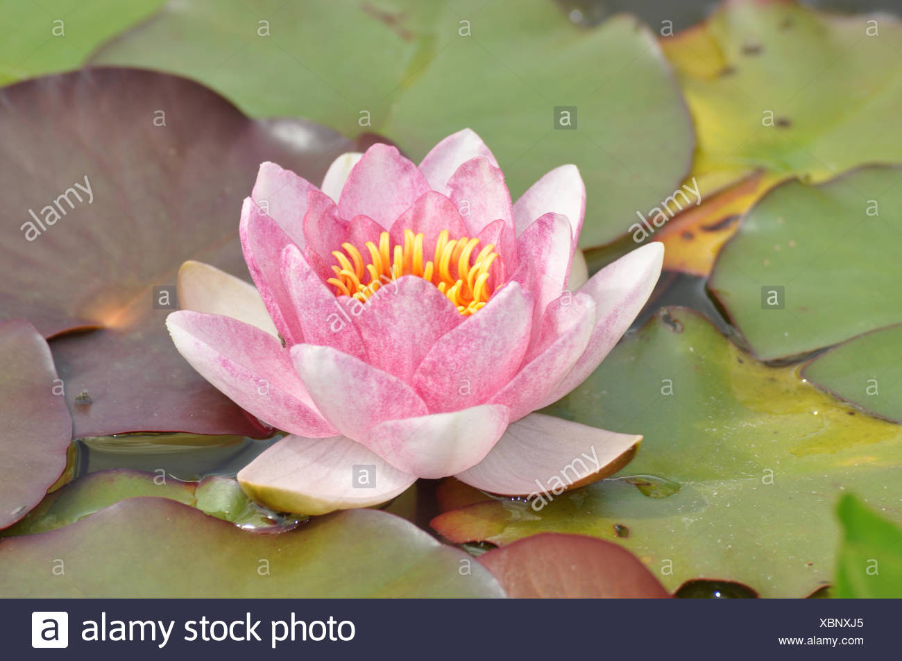 Rote Seerose Seerose Rot Rosa Nymphea Wasserpflanze