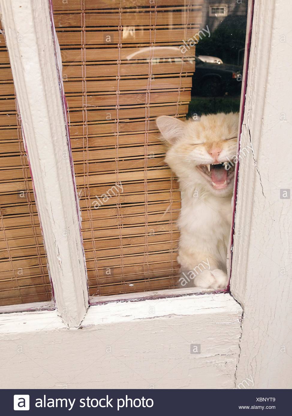 Cat Looking Out Window Stock Photos & Cat Looking Out Window Stock