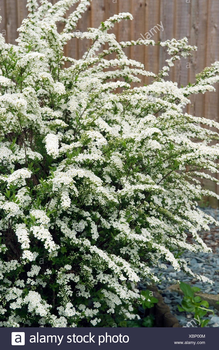 Spiraea Arguta Stock Photos & Spiraea Arguta Stock Images - Alamy