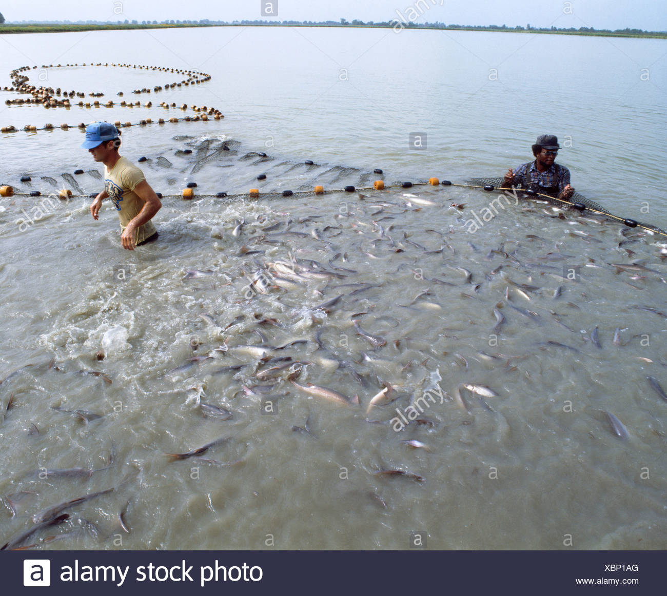 Harvesting Catfish High Resolution Stock Photography and Images Alamy