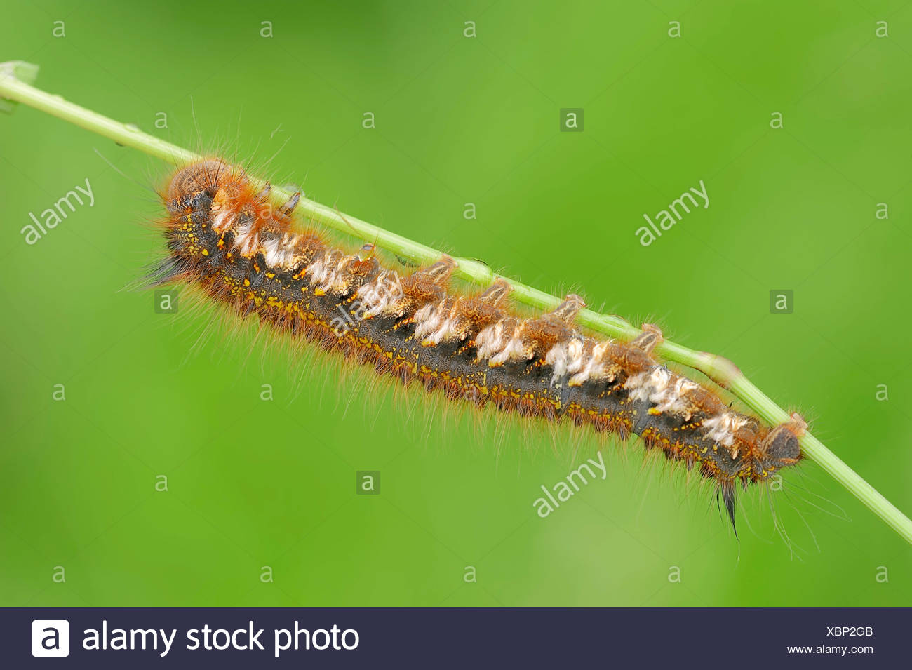 Caterpillar Germany High Resolution Stock Photography and Images Alamy