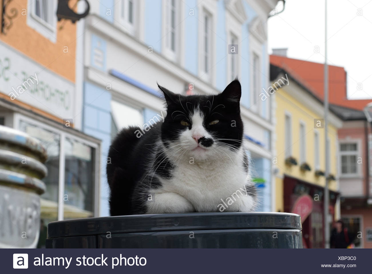 Hauskatze macht es sich am Abfallkuebel mitten am Stadtplatz gemuetlich Stock Photo