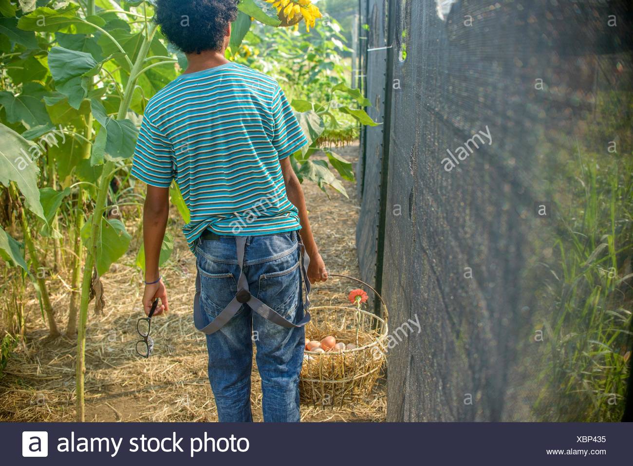 Hen House Eggs Stock Photos & Hen House Eggs Stock Images Alamy
