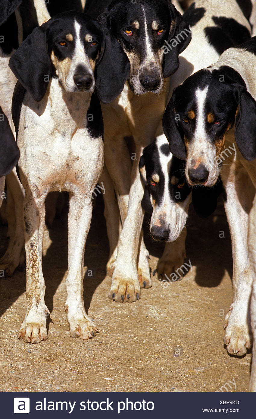Great Anglo French White And Black Hound Pack Of Adults Stock Photo Alamy