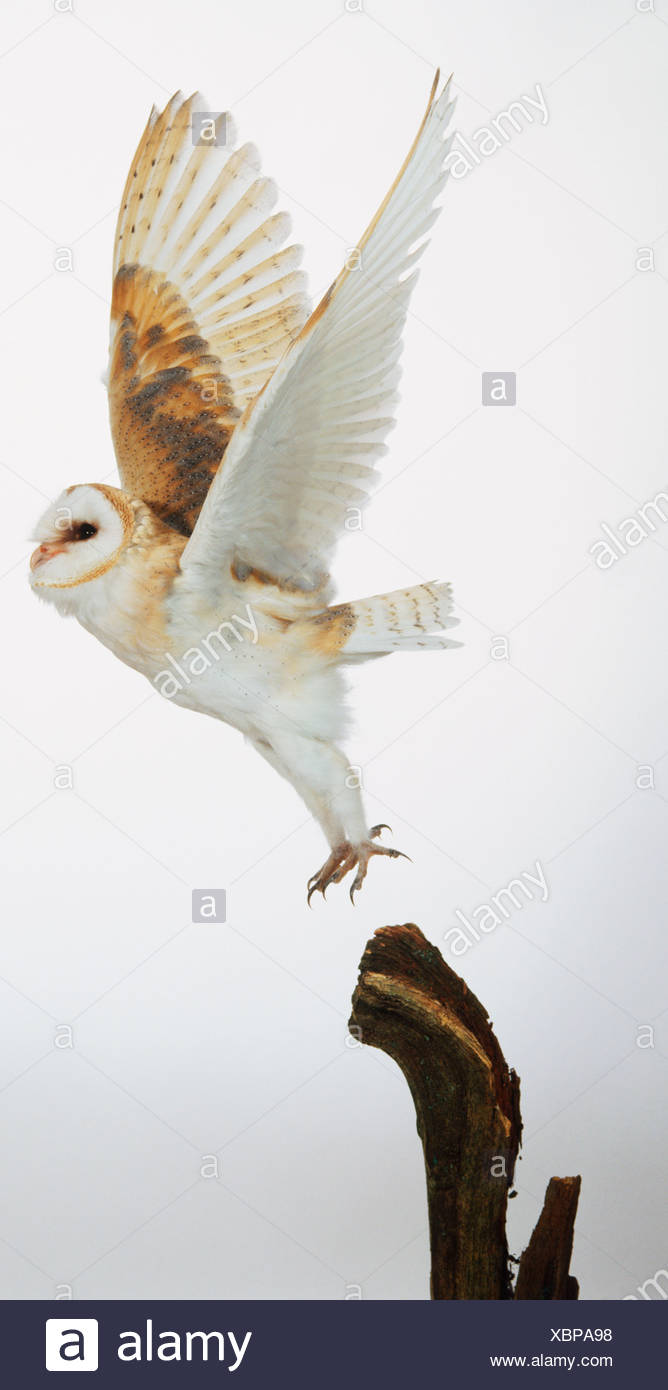 Barn Owl, fly, side view Stock Photo - Alamy