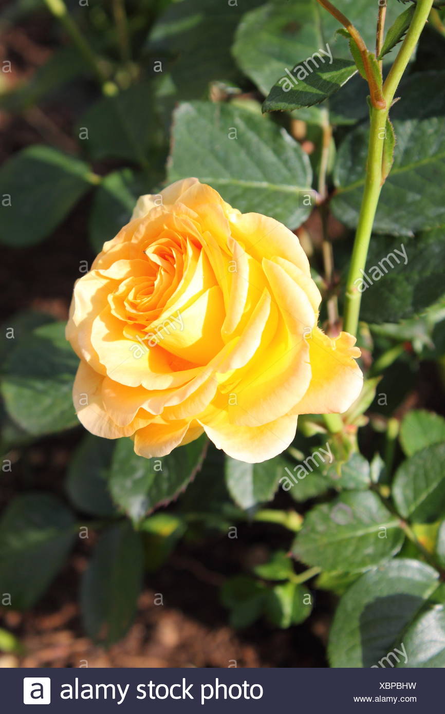 Flower Jealousy Stock Photos & Flower Jealousy Stock Images Alamy