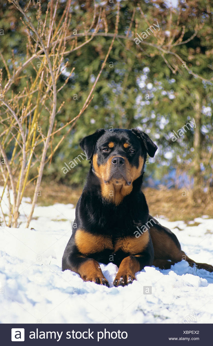 rottweiler in the snow