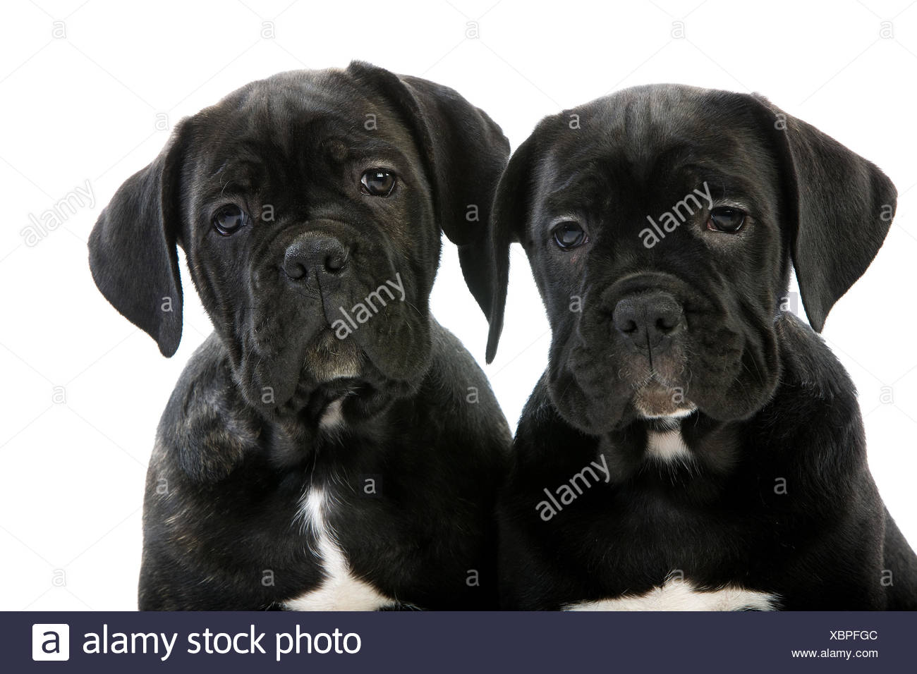 Cane Corsodog Breedin Italianpuppywhite Background Stock