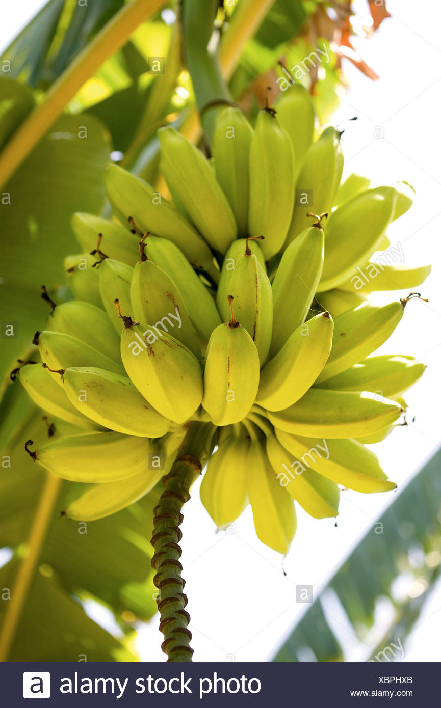 Fresh Bananas Growing On Tree High Resolution Stock Photography and Images Alamy