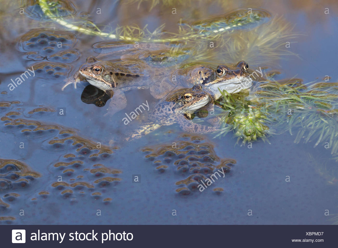 Common European Frogs Mating High Resolution Stock Photography and