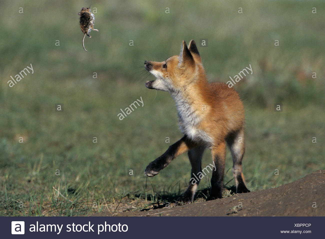 Red fox pup (Vulpes vulpes) playing with dead Deer mouse (Peromyscus maniculatus) near Maple Creek, Saskatchewan, Canada Stock Photo