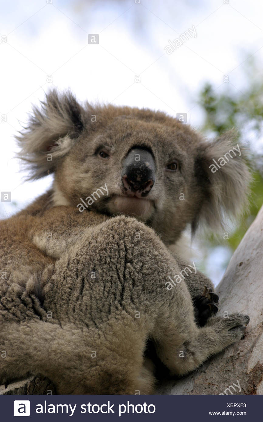 koala is the australian teddy bear