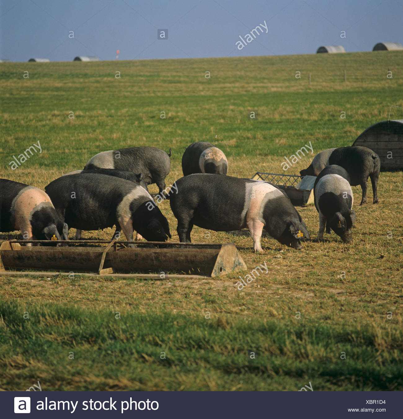 British Saddleback Pigs In Outdoor Runs With Pig Arks And Feeders