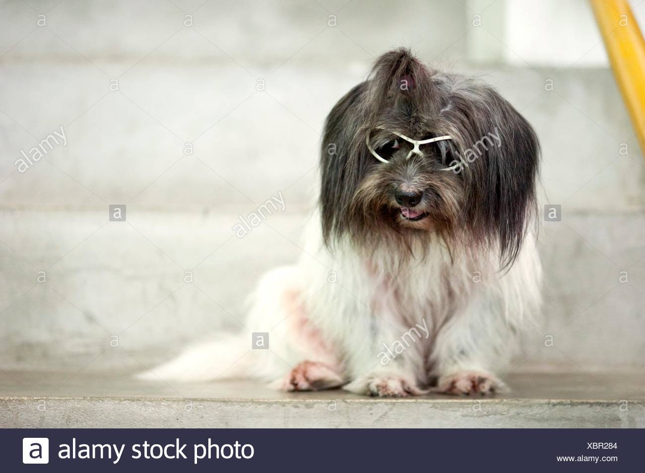 Shizu High Resolution Stock Photography and Images - Alamy