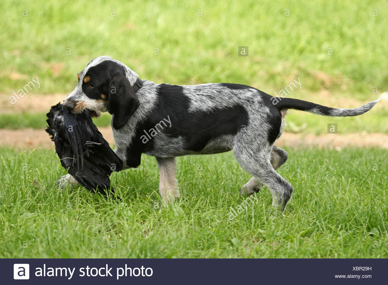 griffon bleu de gascogne puppies for sale