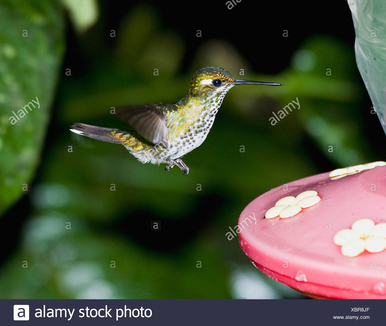Humming Bird High Resolution Stock Photography and Images - Alamy