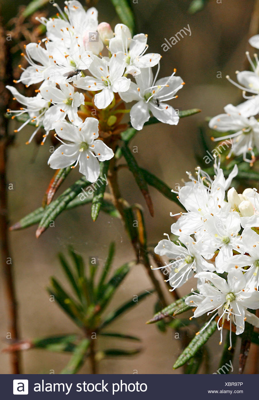 Northern Labrador Tea High Resolution Stock Photography and Images - Alamy