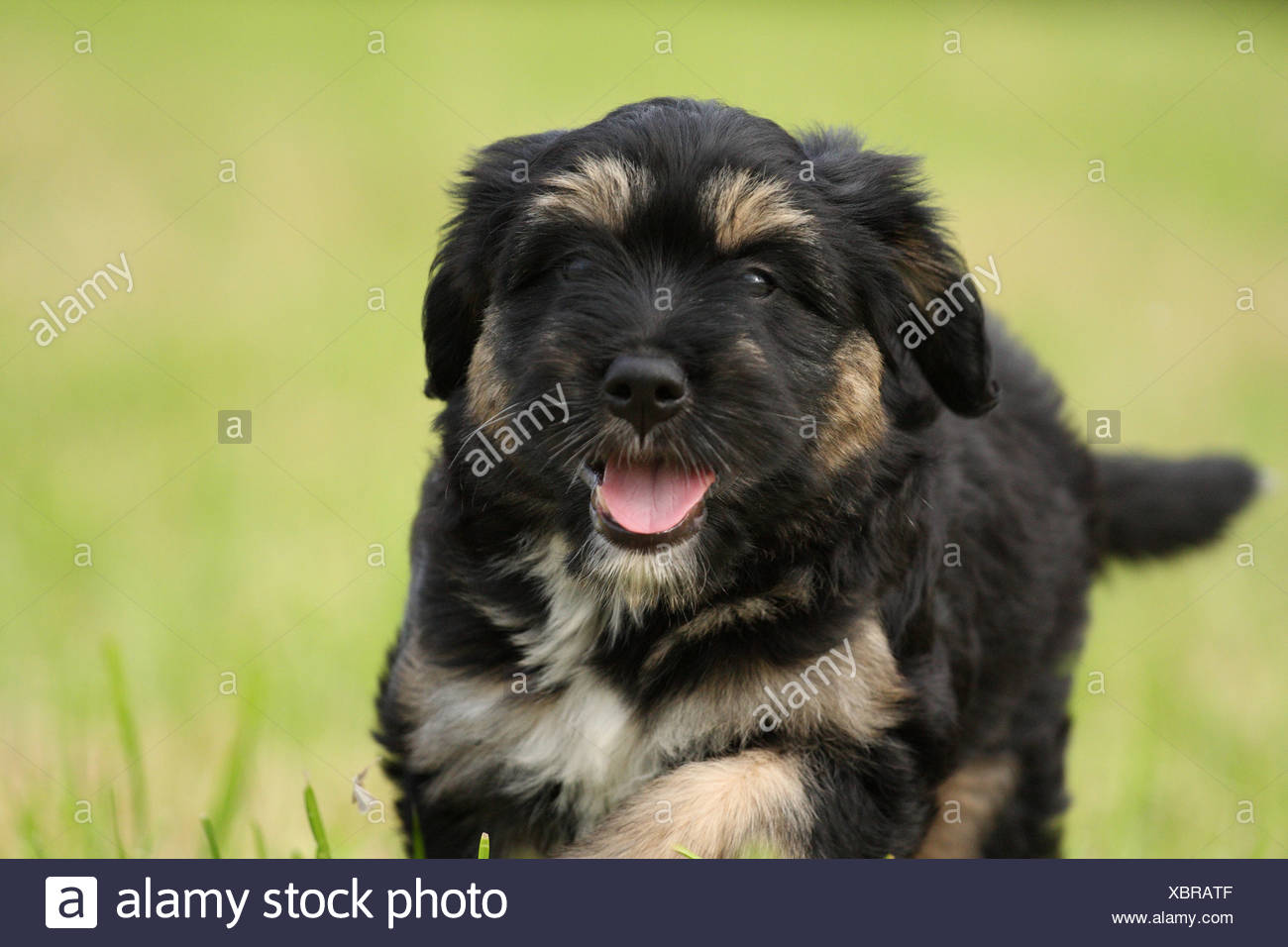 portuguese sheepdog puppies