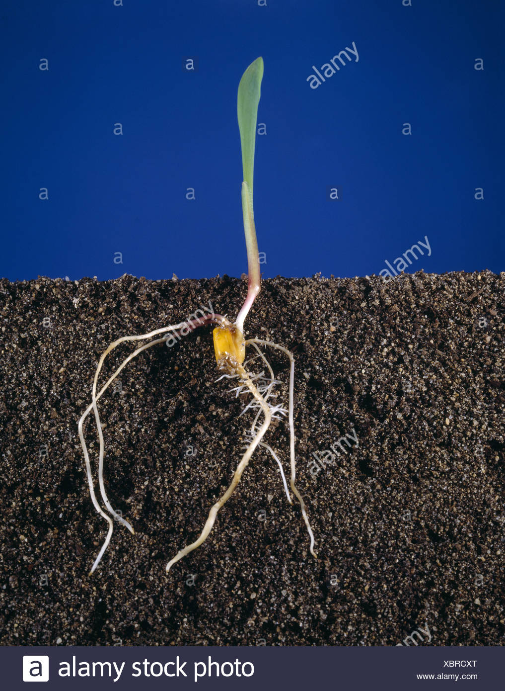 Corn Seed Germinating Stock Photos & Corn Seed Germinating Stock Images
