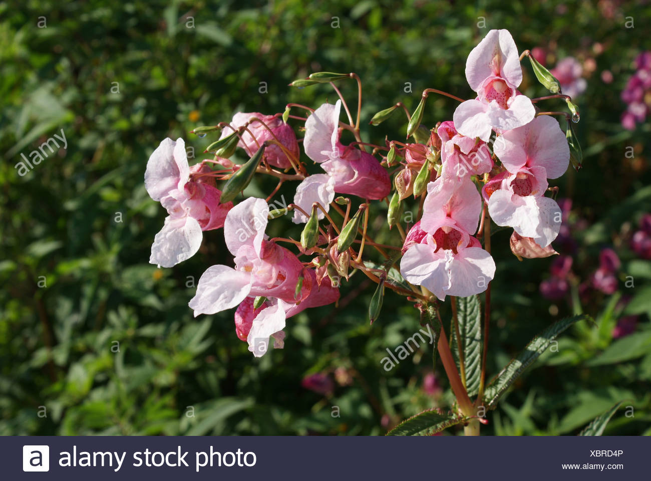 Impatiens glandulifera Stock Photo