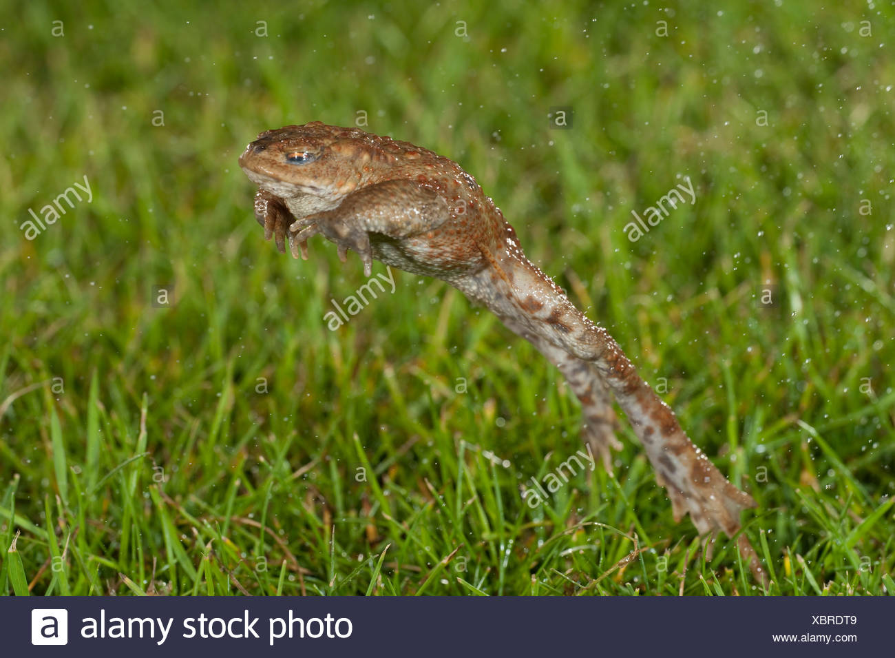 Toad Jumping Stock Photos & Toad Jumping Stock Images Alamy