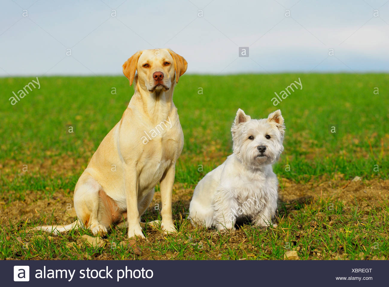 vets that specialize in rabbits