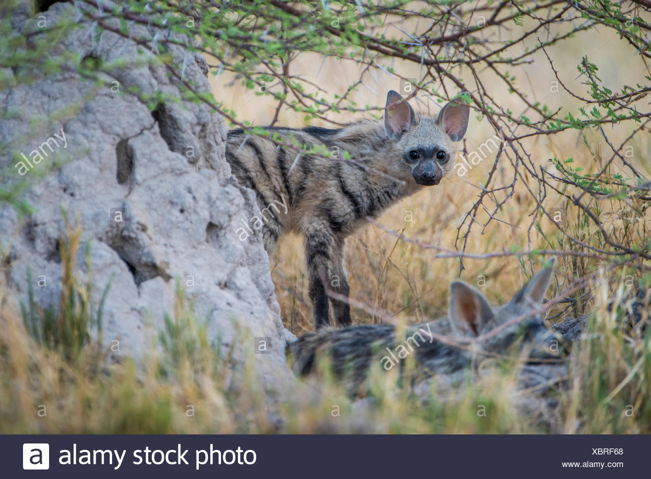 Aardwolf (proteles Cristatus) High Resolution Stock Photography and ...