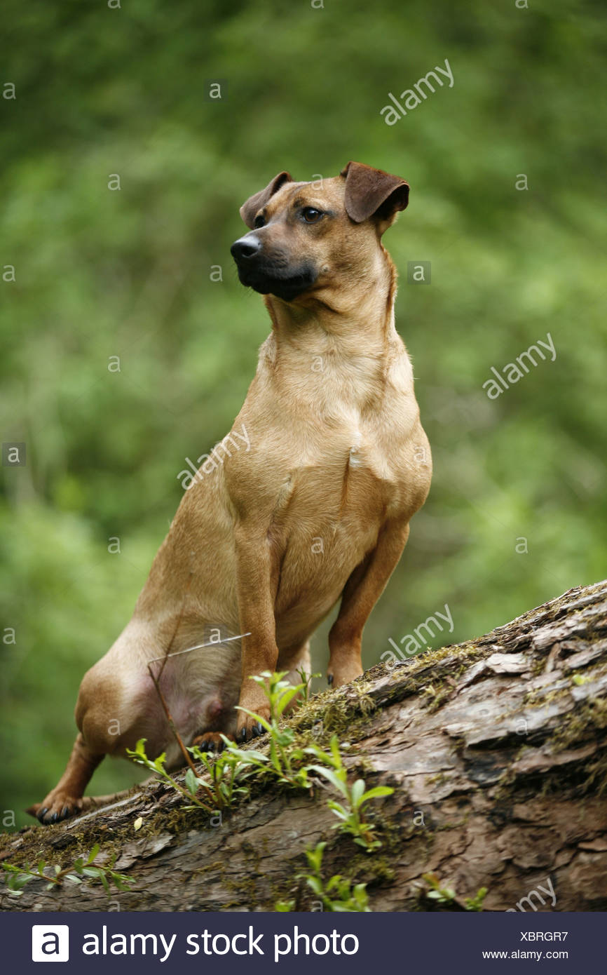 Brauner Hund Stock Photos &amp; Brauner Hund Stock Images Alamy