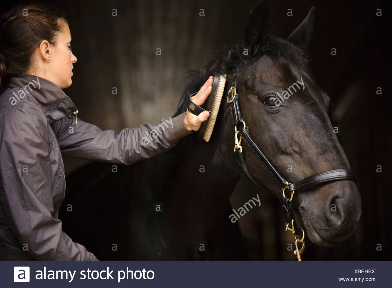 Horse Brush Stock Photos & Horse Brush Stock Images Alamy