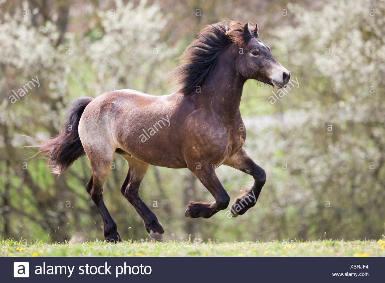 Welsh Gelding High Resolution Stock Photography and Images Alamy