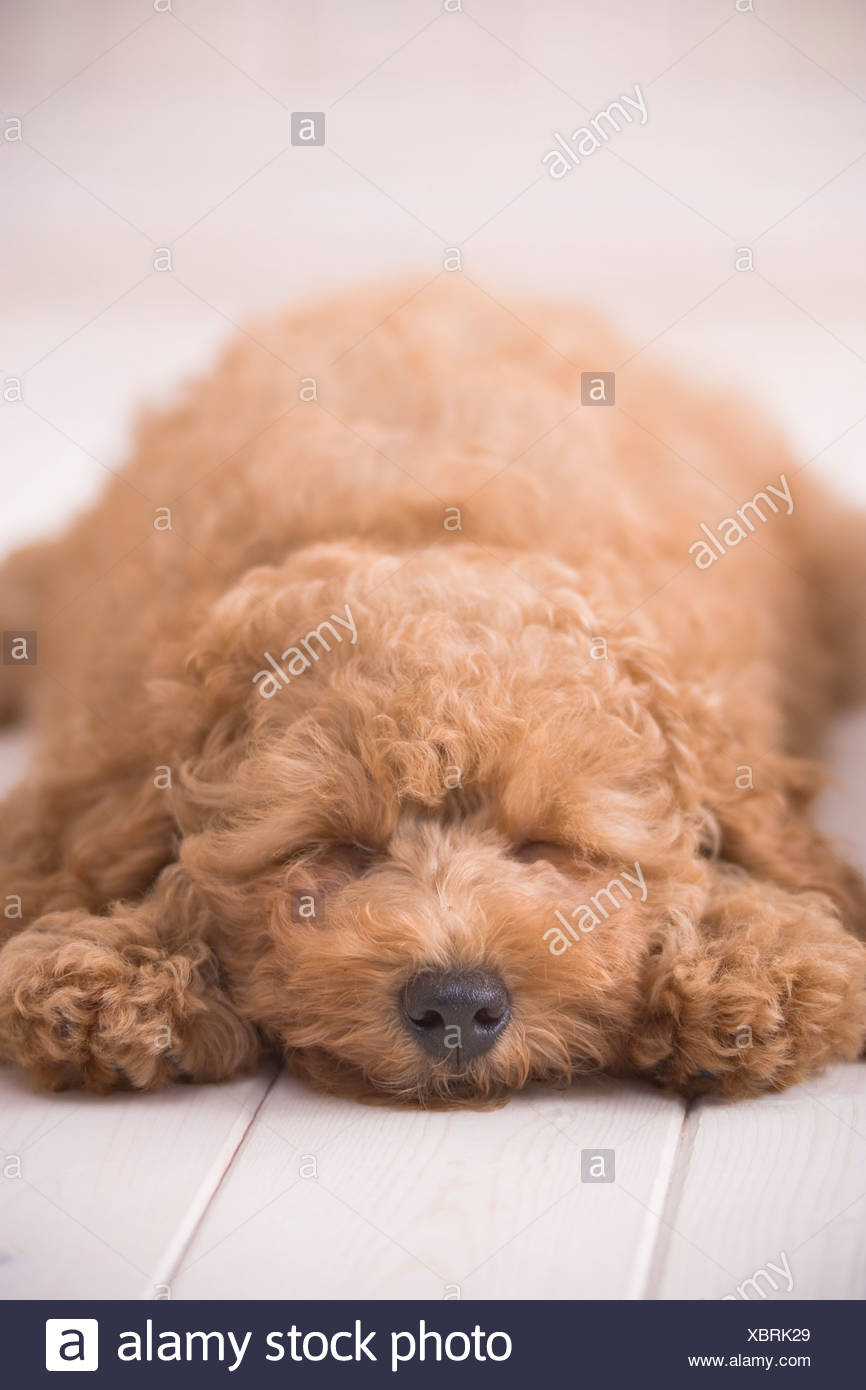 sleepy poodle toy