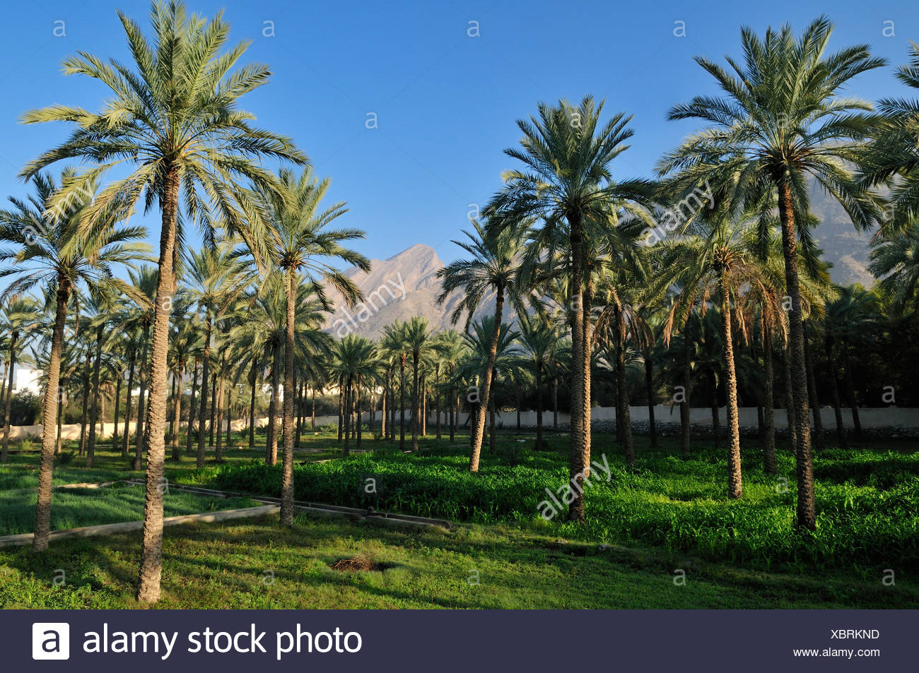 Date Palm Garden Oasis At Rustaq Hajar Al Gharbi Mountains