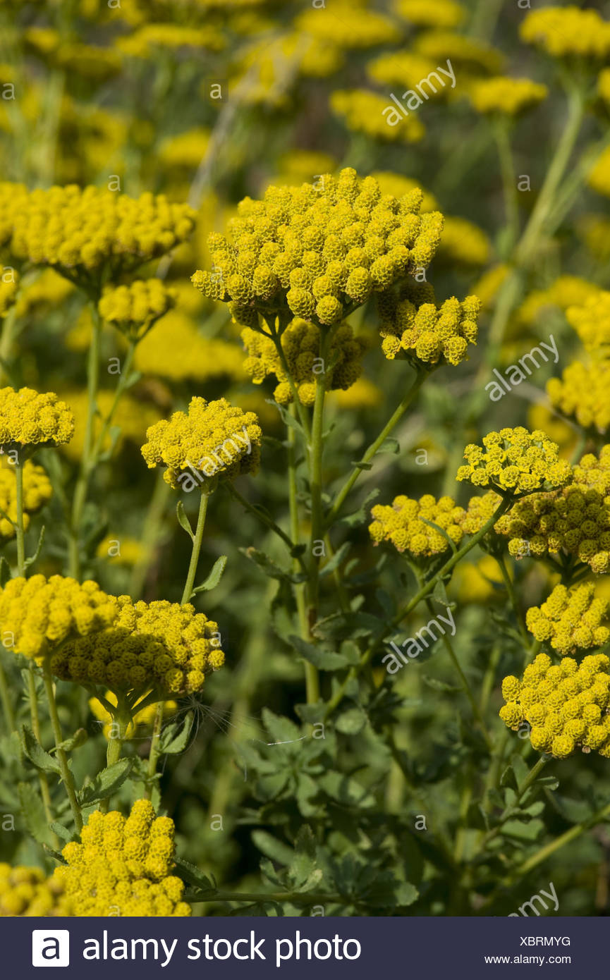 Yellow Yarrow Stock Photos & Yellow Yarrow Stock Images Alamy