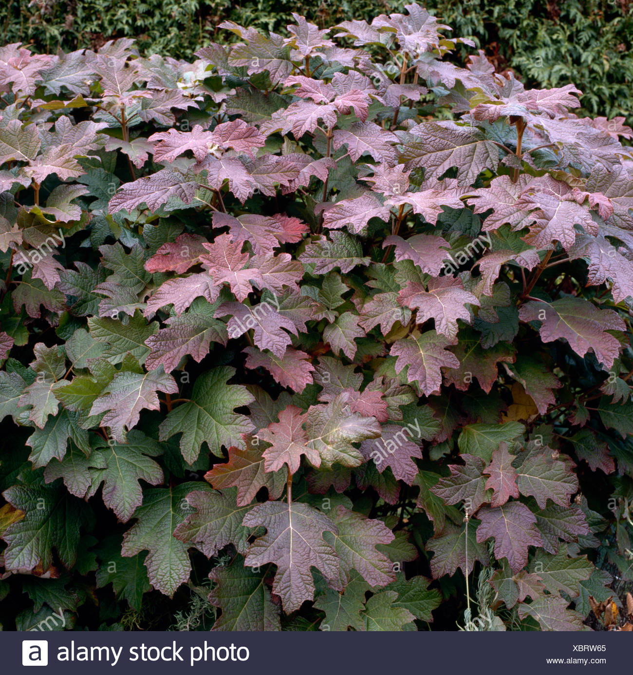 Snow Queen Hydrangea High Resolution Stock Photography And Images Alamy